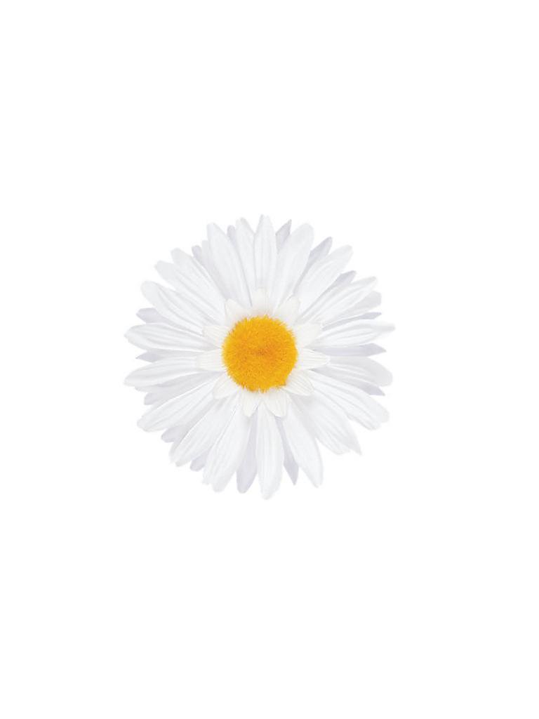 ELECTRA | Fahrrad Lenkerblume Daisy White | 